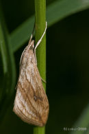 A Garden Pebble moth (Evergestis forficalis)